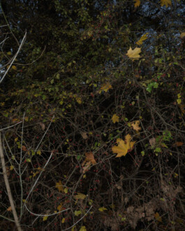 Eine Fotografie aus der kuenstlerischen Arbeit Fecher von Dennis Haustein.