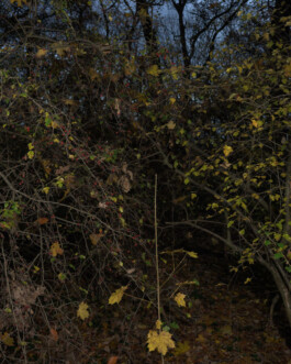 Eine Fotografie aus der kuenstlerischen Arbeit Fecher von Dennis Haustein.