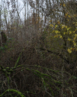 Eine Fotografie aus der kuenstlerischen Arbeit Fecher von Dennis Haustein.