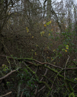 Eine Fotografie aus der kuenstlerischen Arbeit Fecher von Dennis Haustein.