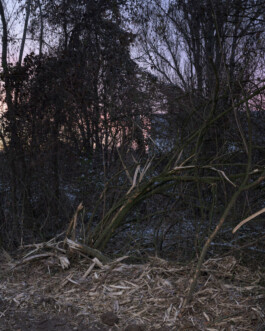 Eine Fotografie aus der kuenstlerischen Arbeit Fecher von Dennis Haustein.