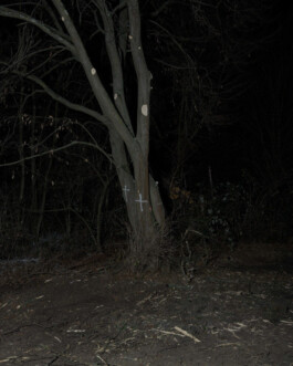 Eine Fotografie aus der kuenstlerischen Arbeit Fecher von Dennis Haustein. 