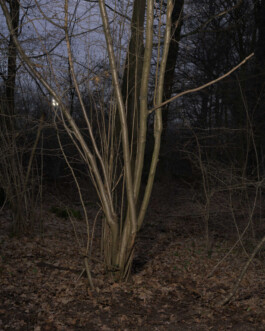 Eine Fotografie aus der kuenstlerischen Arbeit Fecher von Dennis Haustein.