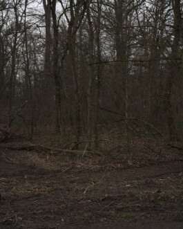 Eine Fotografie aus der kuenstlerischen Arbeit Fecher von Dennis Haustein.