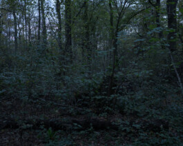 Eine Fotografie aus der kuenstlerischen Arbeit Fecher von Dennis Haustein. 