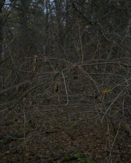 Eine Fotografie aus der kuenstlerischen Arbeit Fecher von Dennis Haustein.