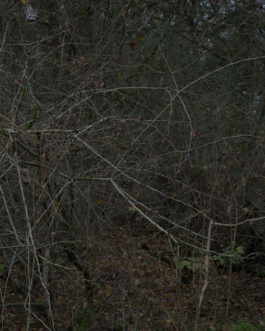 Eine Fotografie aus der kuenstlerischen Arbeit Fecher von Dennis Haustein.