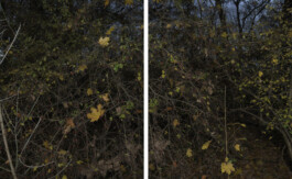 Eine Fotografie aus der kuenstlerischen Arbeit Fecher von Dennis Haustein.