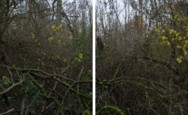 Eine Fotografie aus der kuenstlerischen Arbeit Fecher von Dennis Haustein.