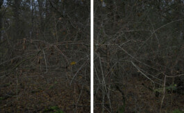 Eine Fotografie aus der kuenstlerischen Arbeit Fecher von Dennis Haustein.