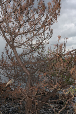 A photograph from the artwork some lives on earth by Dennis Haustein.