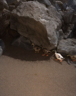 A photograph from the artwork some lives on earth by Dennis Haustein.