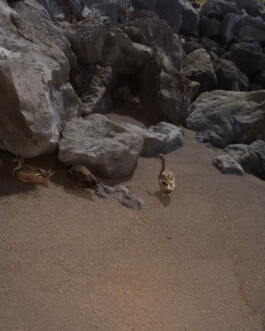 A photograph from the artwork some lives on earth by Dennis Haustein.