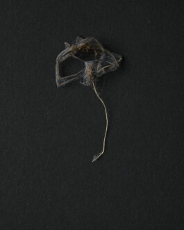 A photograph from the artwork some lives on earth by Dennis Haustein. 