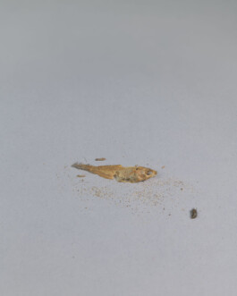 A photograph from the artwork some lives on earth by Dennis Haustein. 