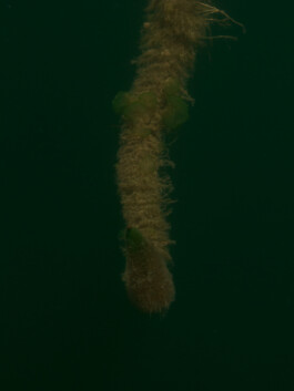 A photograph from the artwork some lives on earth by Dennis Haustein. 