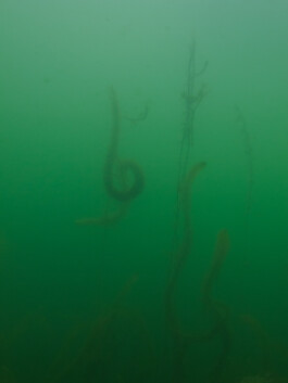 A photograph from the artwork some lives on earth by Dennis Haustein.