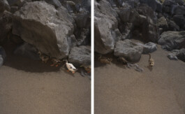 Eine Fotografie aus der kuenstlerischen Arbeit some lives on earth von Dennis Haustein.