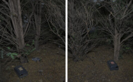 A photograph from the artwork some lives on earth by Dennis Haustein.