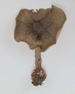 A photograph from the side project “Pilze” of the artistic work some lives on earth by Dennis Haustein. 