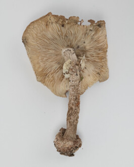 A photograph from the side project “Pilze” of the artistic work some lives on earth by Dennis Haustein. 