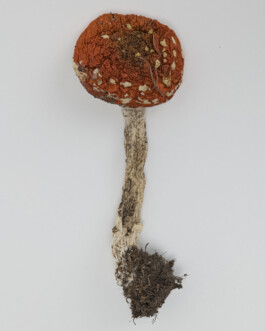 A photograph from the side project “Pilze” of the artistic work some lives on earth by Dennis Haustein. 
