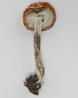 A photograph from the side project “Pilze” of the artistic work some lives on earth by Dennis Haustein. 