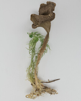 A photograph from the side project “Pilze” of the artistic work some lives on earth by Dennis Haustein. 