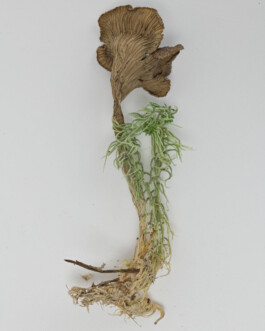 A photograph from the side project “Pilze” of the artistic work some lives on earth by Dennis Haustein. 