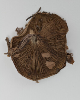 A photograph from the side project “Pilze” of the artistic work some lives on earth by Dennis Haustein. 