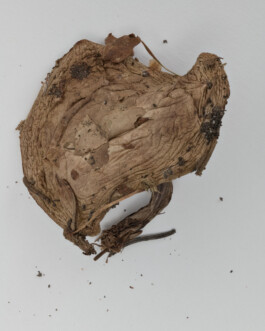 A photograph from the side project “Pilze” of the artistic work some lives on earth by Dennis Haustein. 