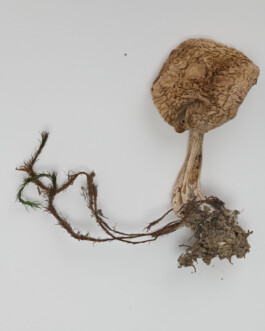 A photograph from the side project “Pilze” of the artistic work some lives on earth by Dennis Haustein. 