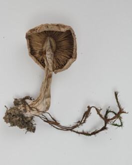 A photograph from the side project “Pilze” of the artistic work some lives on earth by Dennis Haustein. 