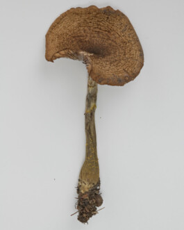 A photograph from the side project “Pilze” of the artistic work some lives on earth by Dennis Haustein. 