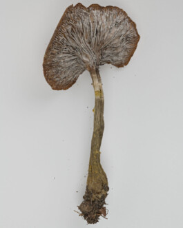 A photograph from the side project “Pilze” of the artistic work some lives on earth by Dennis Haustein. 