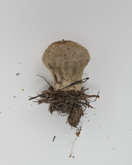 A photograph from the side project “Pilze” of the artistic work some lives on earth by Dennis Haustein. 