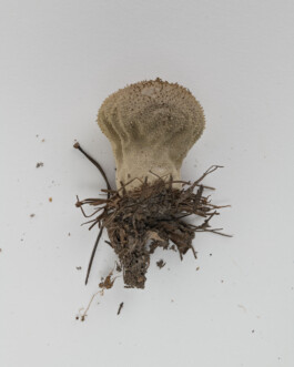 A photograph from the side project “Pilze” of the artistic work some lives on earth by Dennis Haustein. 
