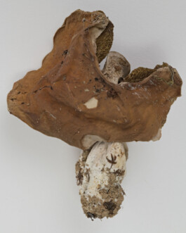A photograph from the side project “Pilze” of the artistic work some lives on earth by Dennis Haustein. 