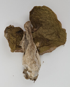 A photograph from the side project “Pilze” of the artistic work some lives on earth by Dennis Haustein. 