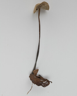 A photograph from the side project “Pilze” of the artistic work some lives on earth by Dennis Haustein. 