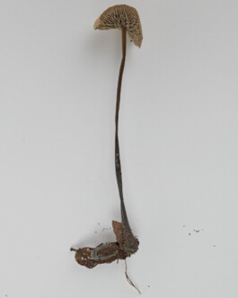 A photograph from the side project “Pilze” of the artistic work some lives on earth by Dennis Haustein. 
