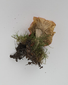 A photograph from the side project “Pilze” of the artistic work some lives on earth by Dennis Haustein. 