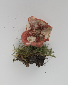 A photograph from the side project “Pilze” of the artistic work some lives on earth by Dennis Haustein. 