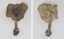 A photograph from the side project “Pilze” of the artistic work some lives on earth by Dennis Haustein.