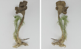 A photograph from the side project “Pilze” of the artistic work some lives on earth by Dennis Haustein.