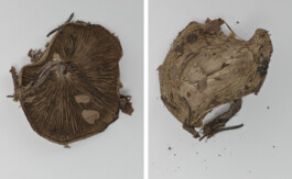 A photograph from the side project “Pilze” of the artistic work some lives on earth by Dennis Haustein.