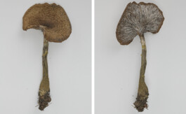 A photograph from the side project “Pilze” of the artistic work some lives on earth by Dennis Haustein.