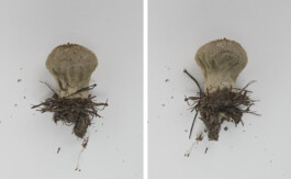 A photograph from the side project “Pilze” of the artistic work some lives on earth by Dennis Haustein.