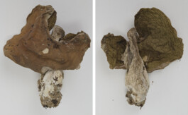 A photograph from the side project “Pilze” of the artistic work some lives on earth by Dennis Haustein.