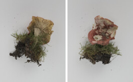 A photograph from the side project “Pilze” of the artistic work some lives on earth by Dennis Haustein.